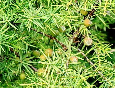 Juniperus deltoides fruit