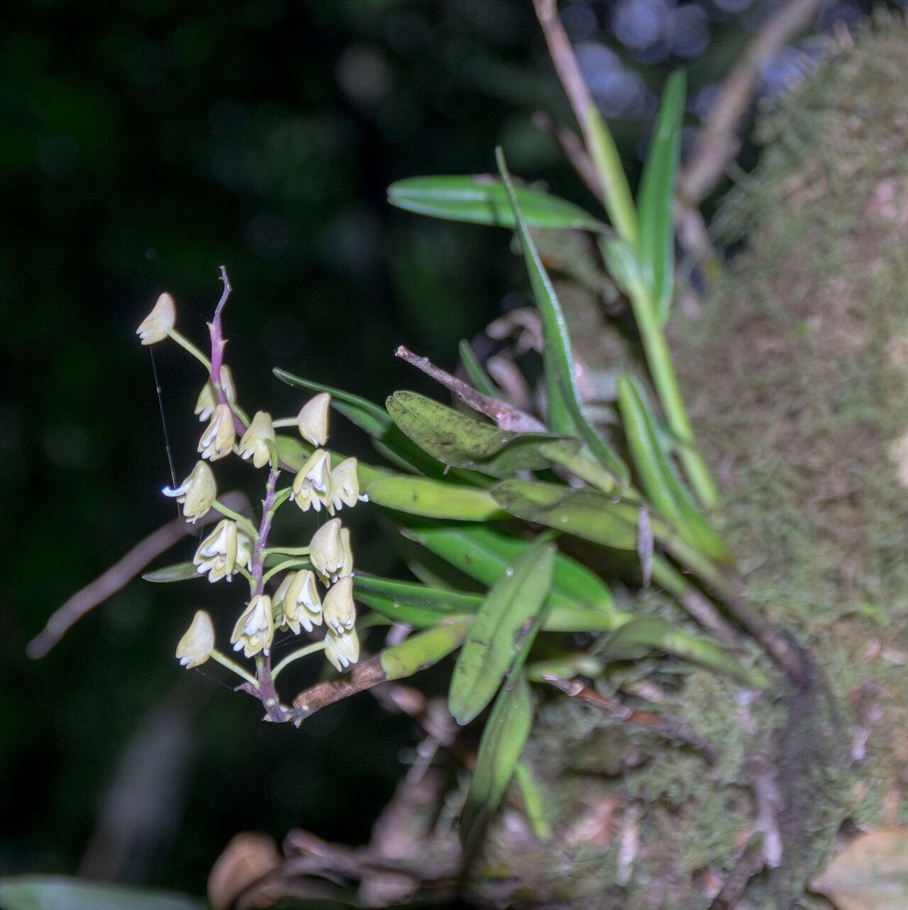 Polystachya thomensis habit