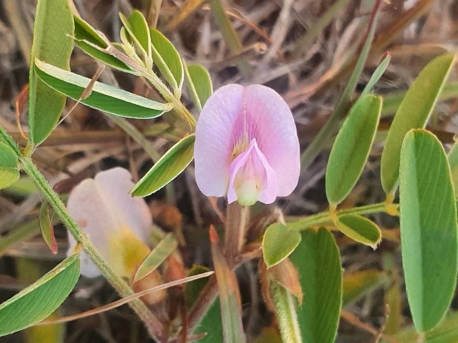 Tephrosia subtriflora flower