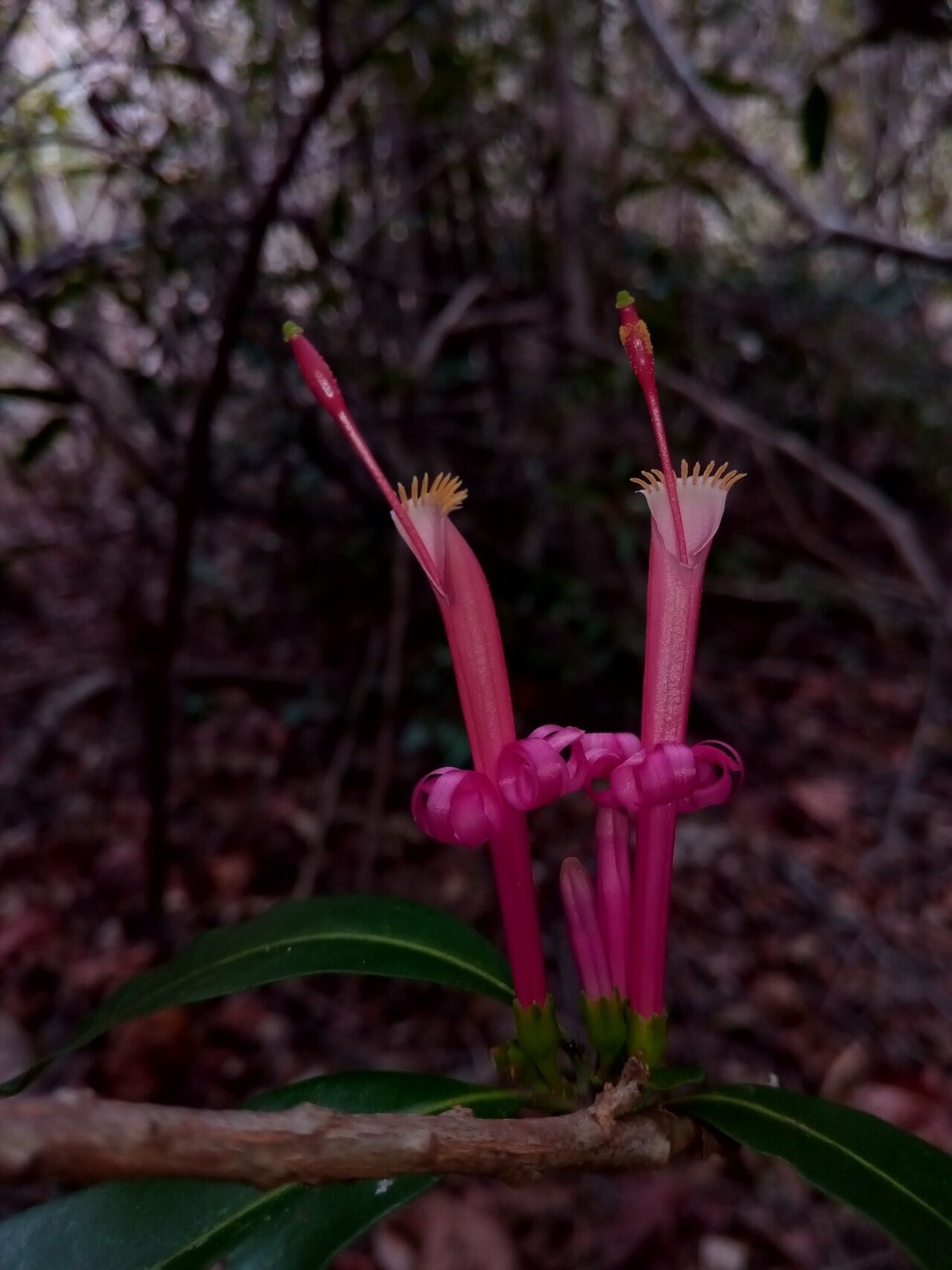 Turraea richardii — houseplant care guide