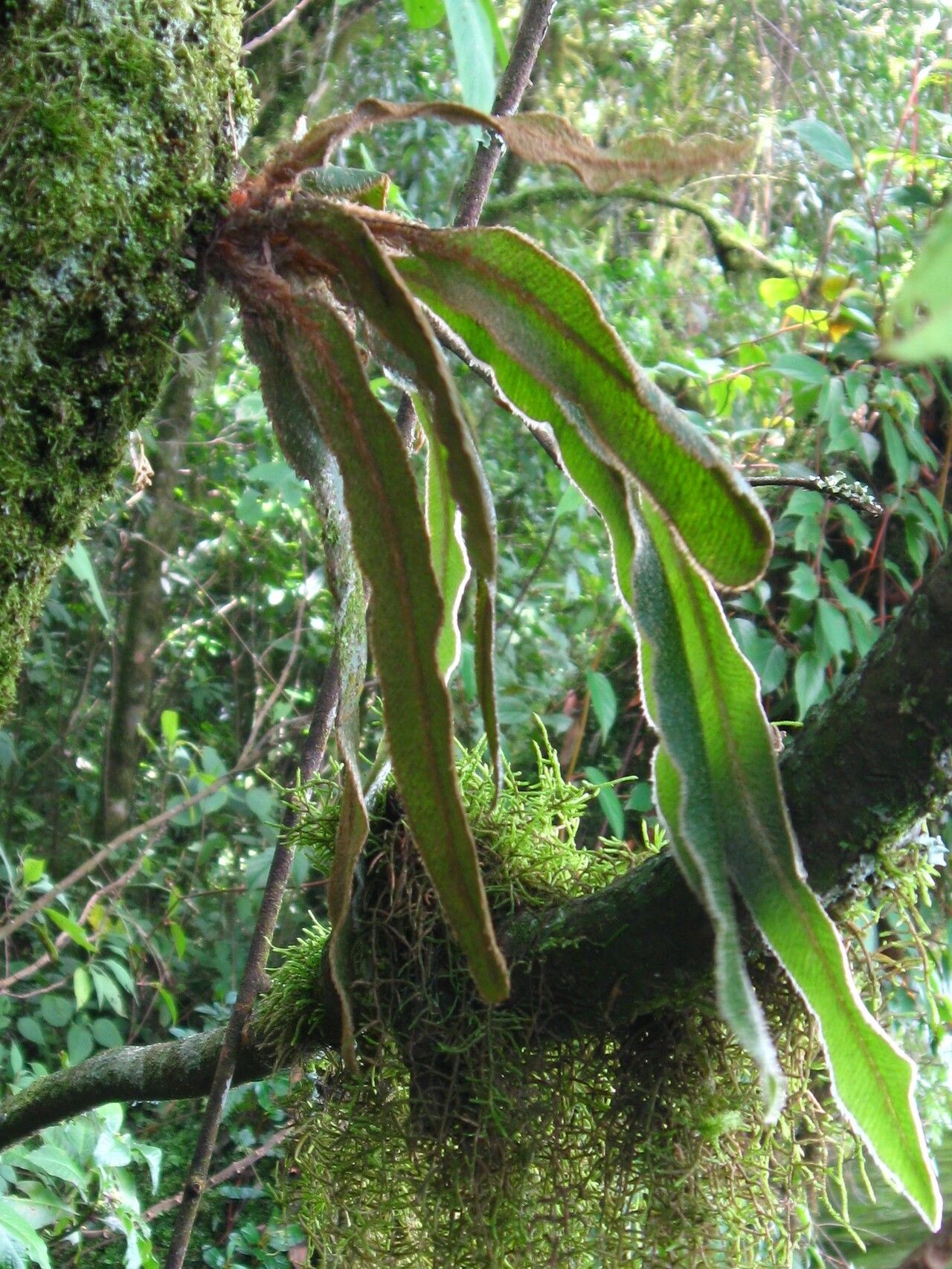 Elaphoglossum kuhnii — houseplant care guide