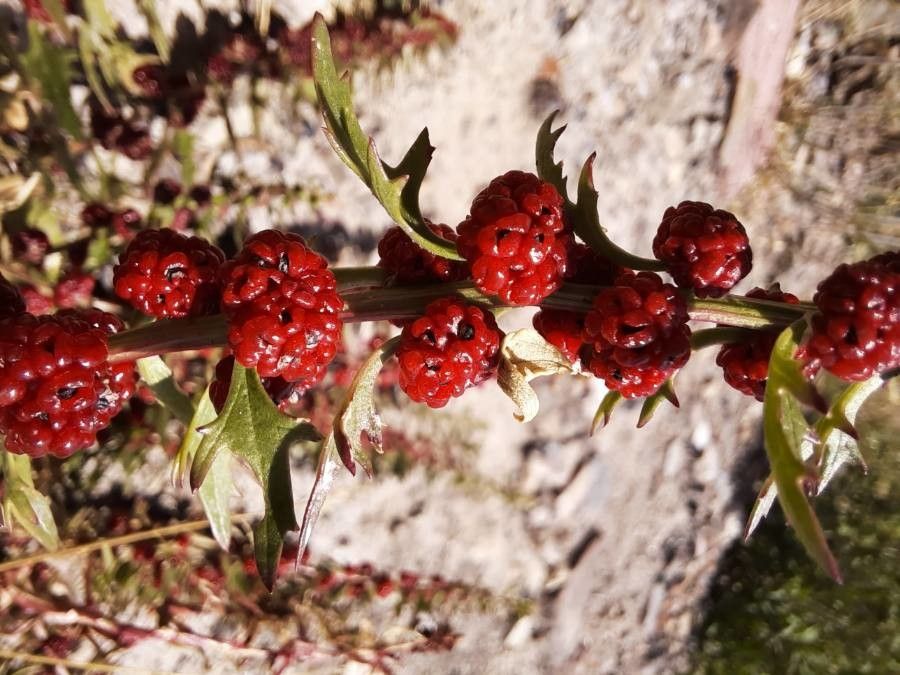 Blitum virgatum fruit