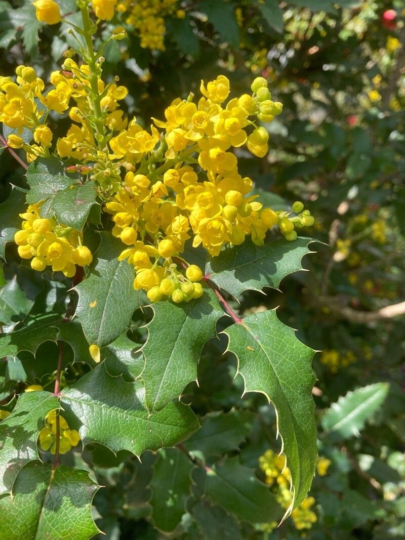 Berberis pinnata flower