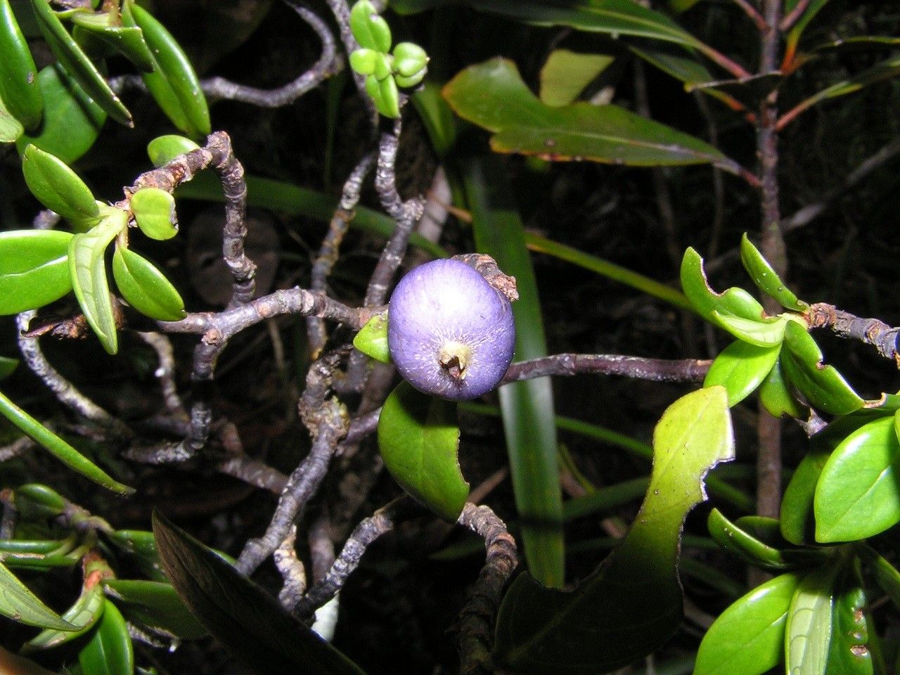 Psychotria pseudomicrodaphne fruit