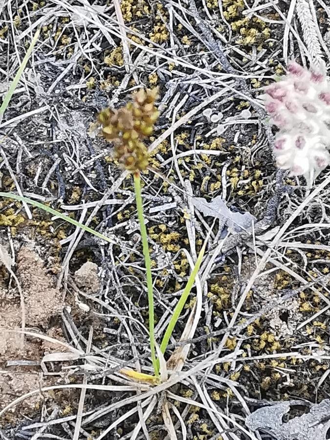 Carex liparocarpos fruit