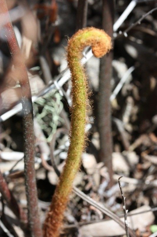 Hemionitis quadripinnata — search result for 'Hemionitis'