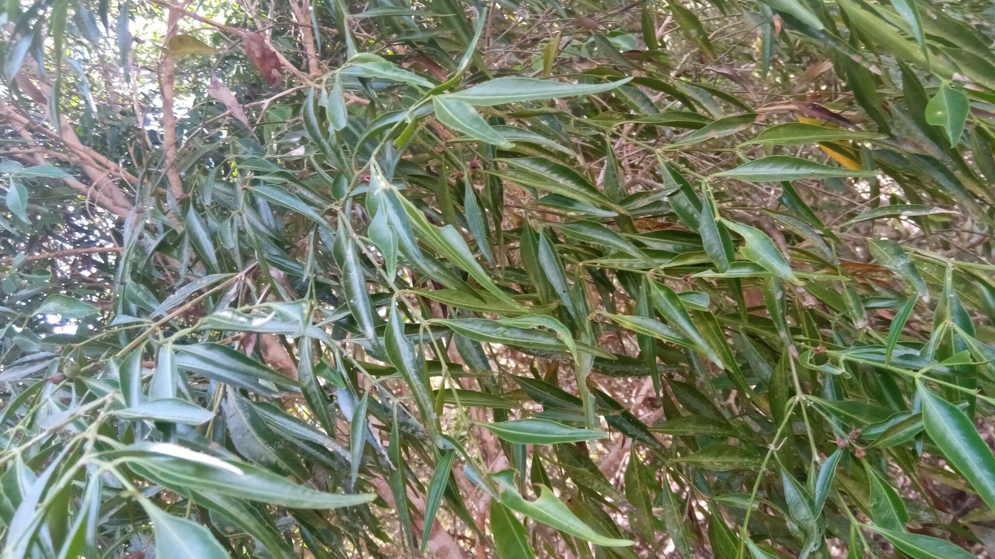 Buxus moratii — houseplant care guide