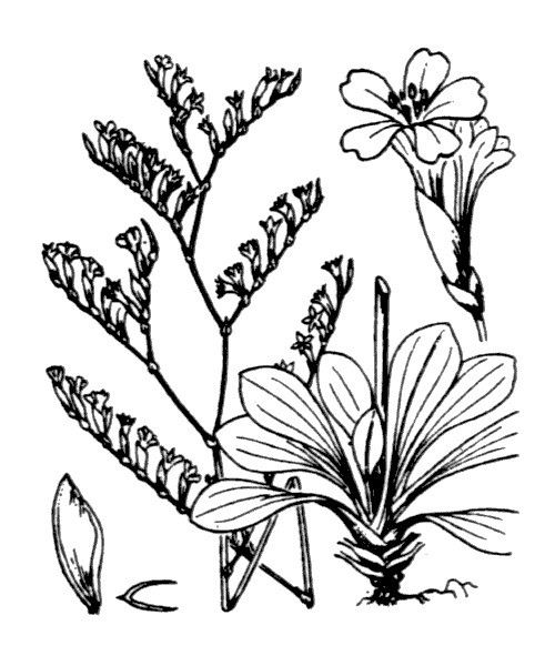 Limonium confusum other