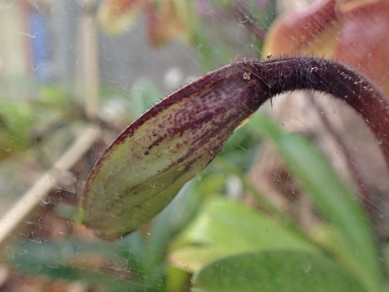 Paphiopedilum spp. fruit