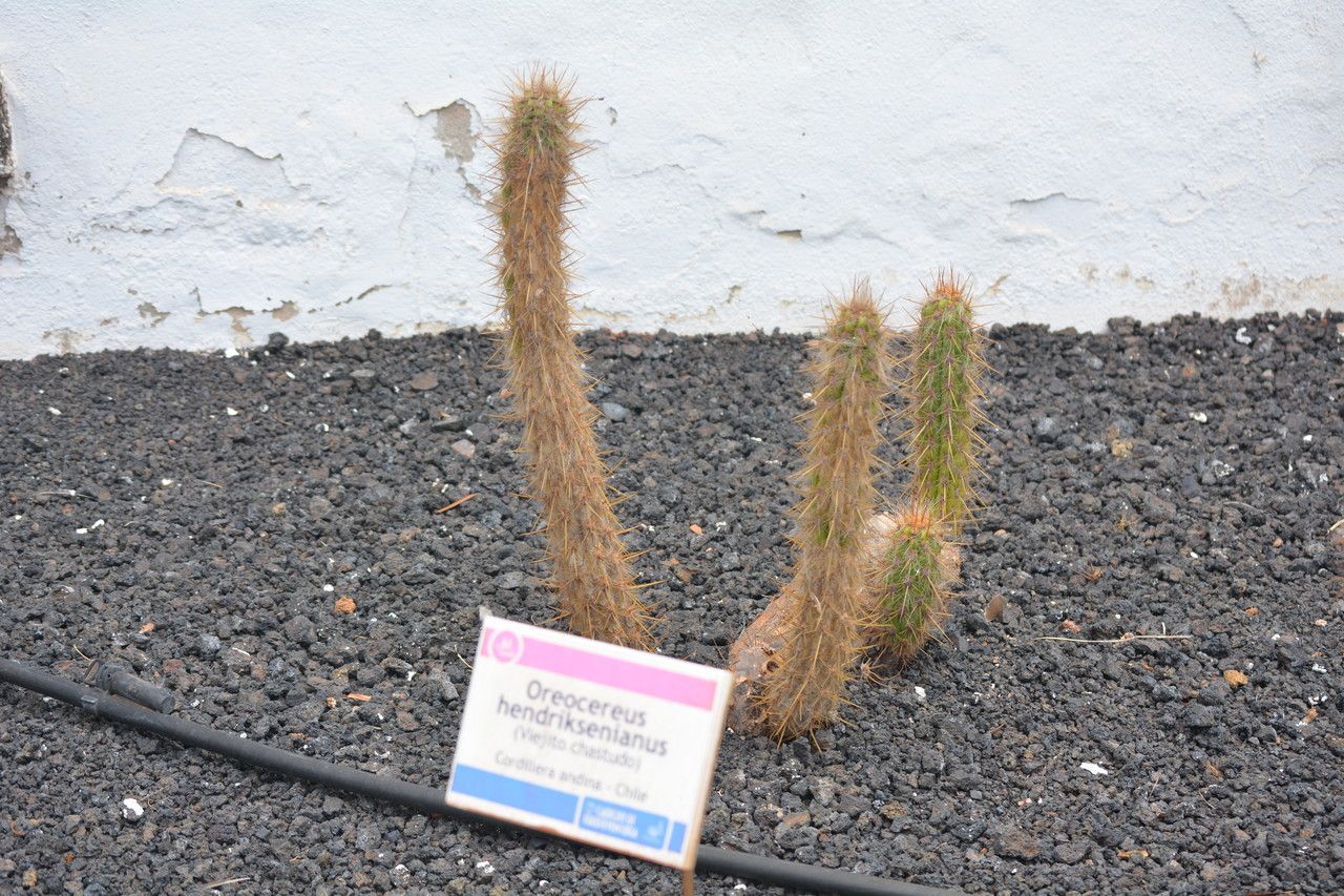 Oreocereus leucotrichus bark