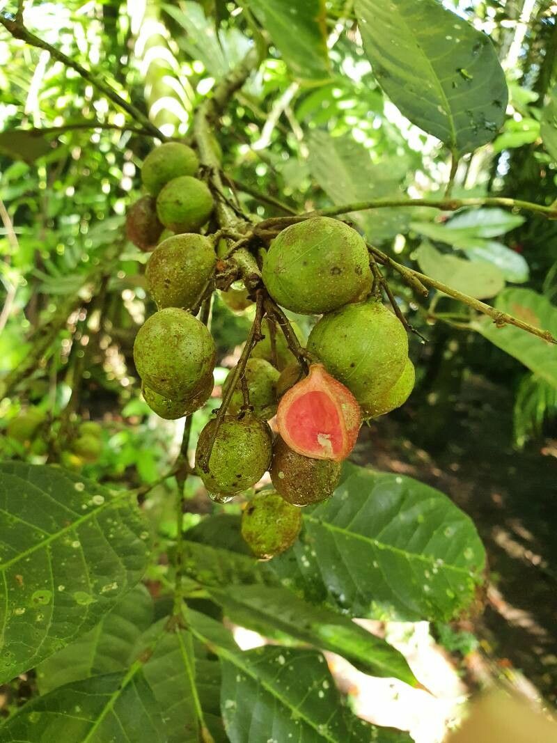 Protium pittieri fruit