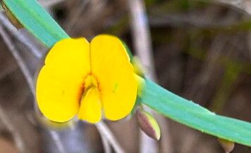 Bossiaea ensata — related species from the same genus