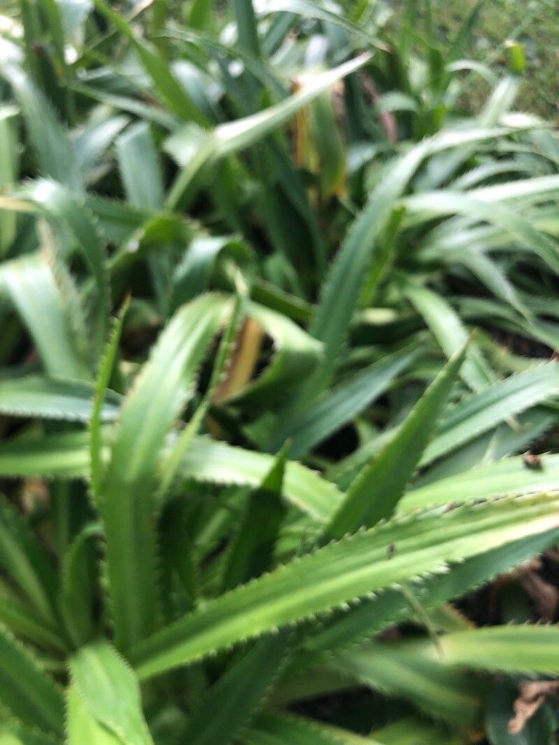 Eryngium bromeliifolium — search result for 'Eryngium'