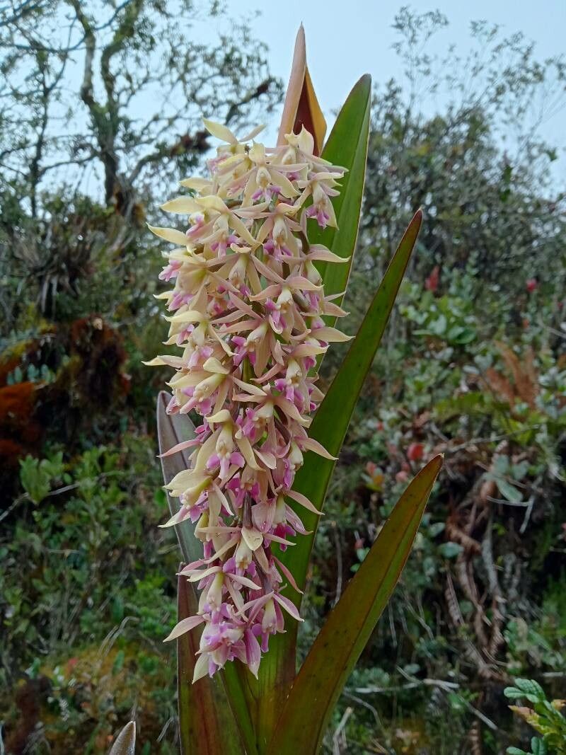 Epidendrum klotzscheanum flower