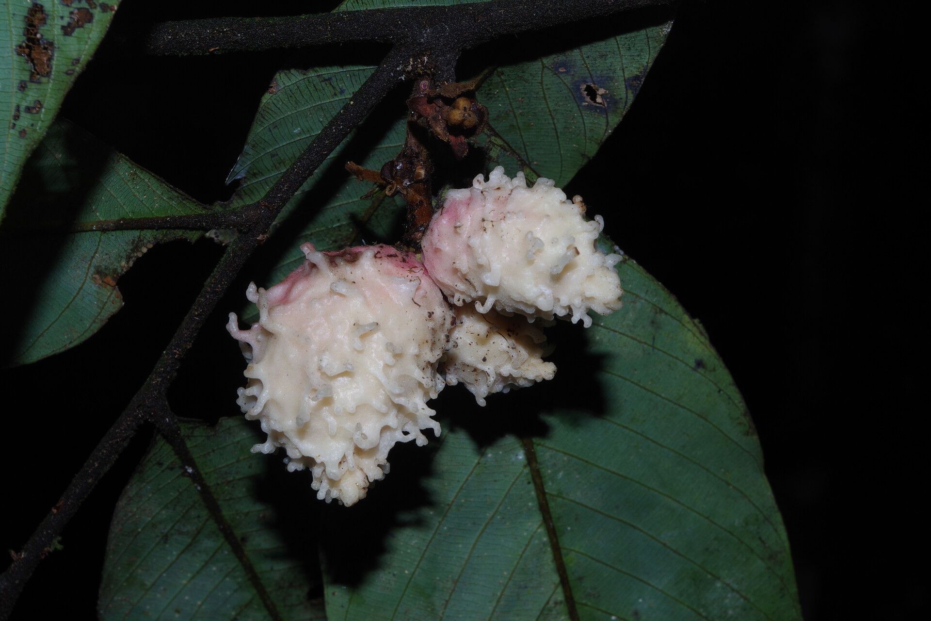 Piptostigma oyemense fruit