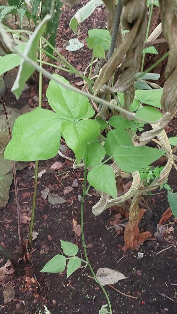 Rhynchosia phaseoloides — houseplant care guide