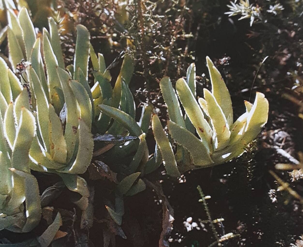 Erepsia lacera — houseplant care guide