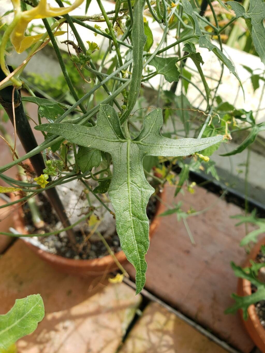 Coccinia microphylla — related species from the same genus