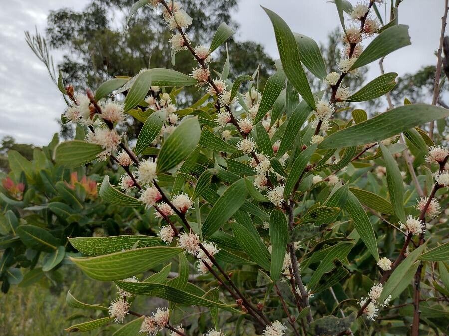 Hakea dactyloides habit
