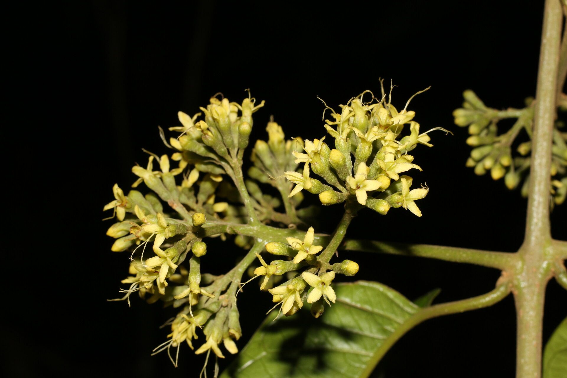 Aegiphila laevis flower