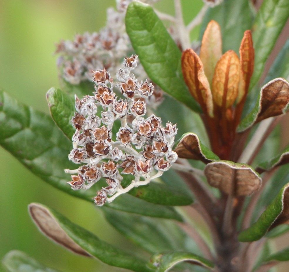 Argophyllum grunowii flower