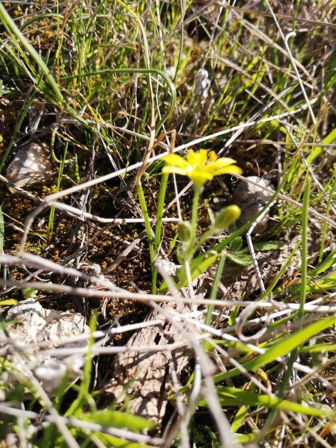 Gagea lacaitae fruit