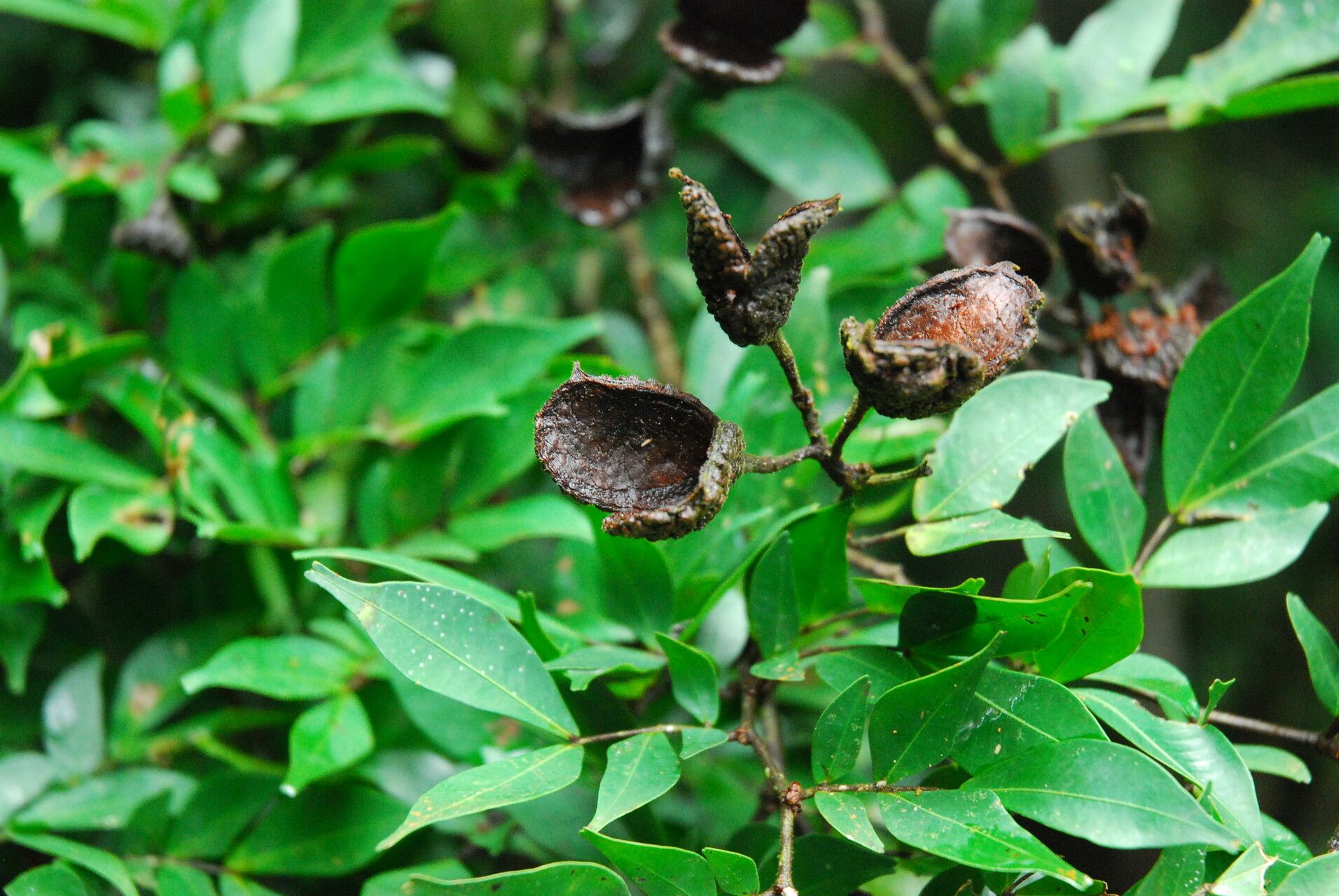 Cynometra mannii fruit