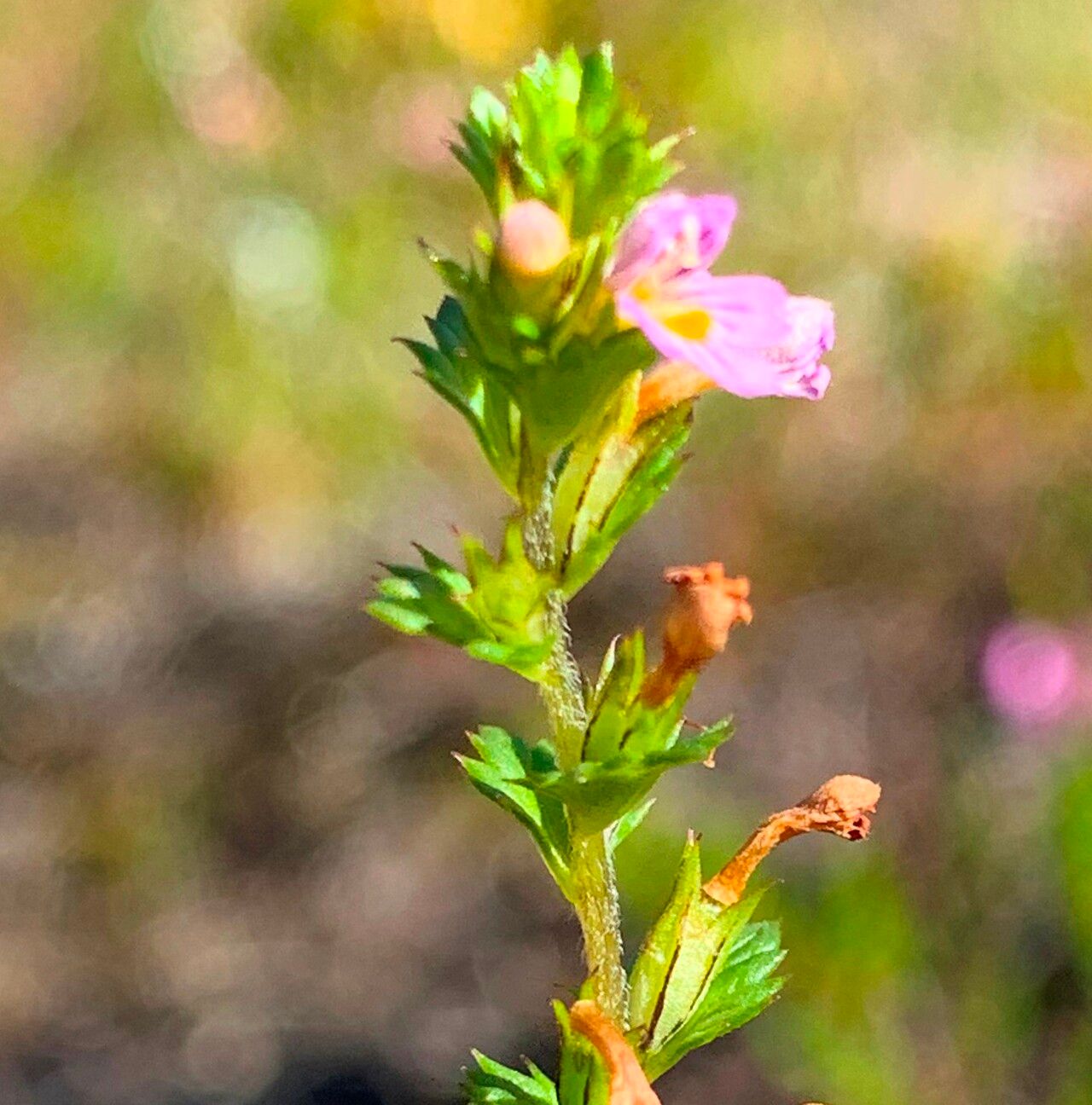 Euphrasia micrantha flower