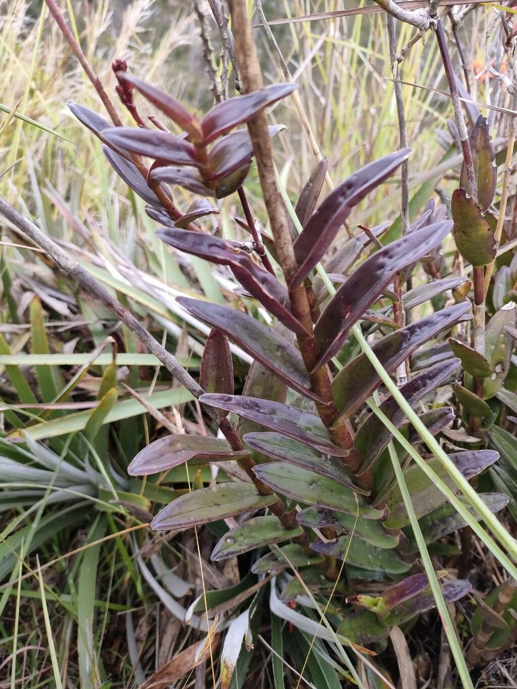 Epidendrum arachnoglossum — search result for 'Epidendrum'