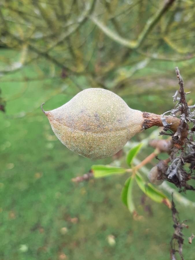 Aesculus californica fruit