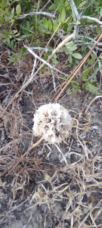 Armeria pungens fruit