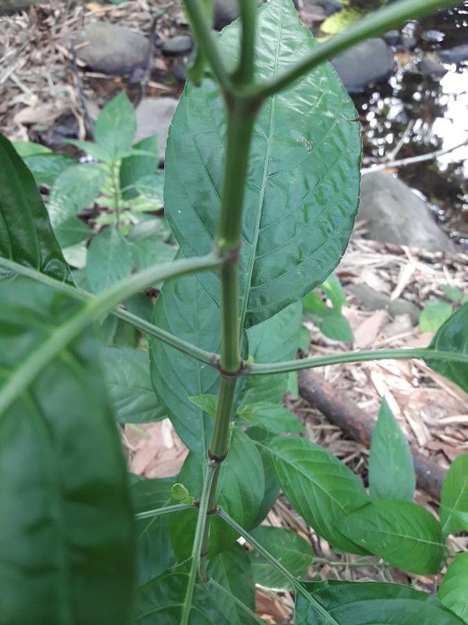 Justicia secunda bark