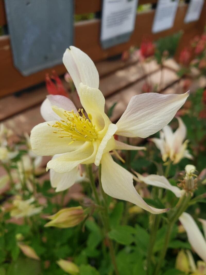 Aquilegia caerulea flower