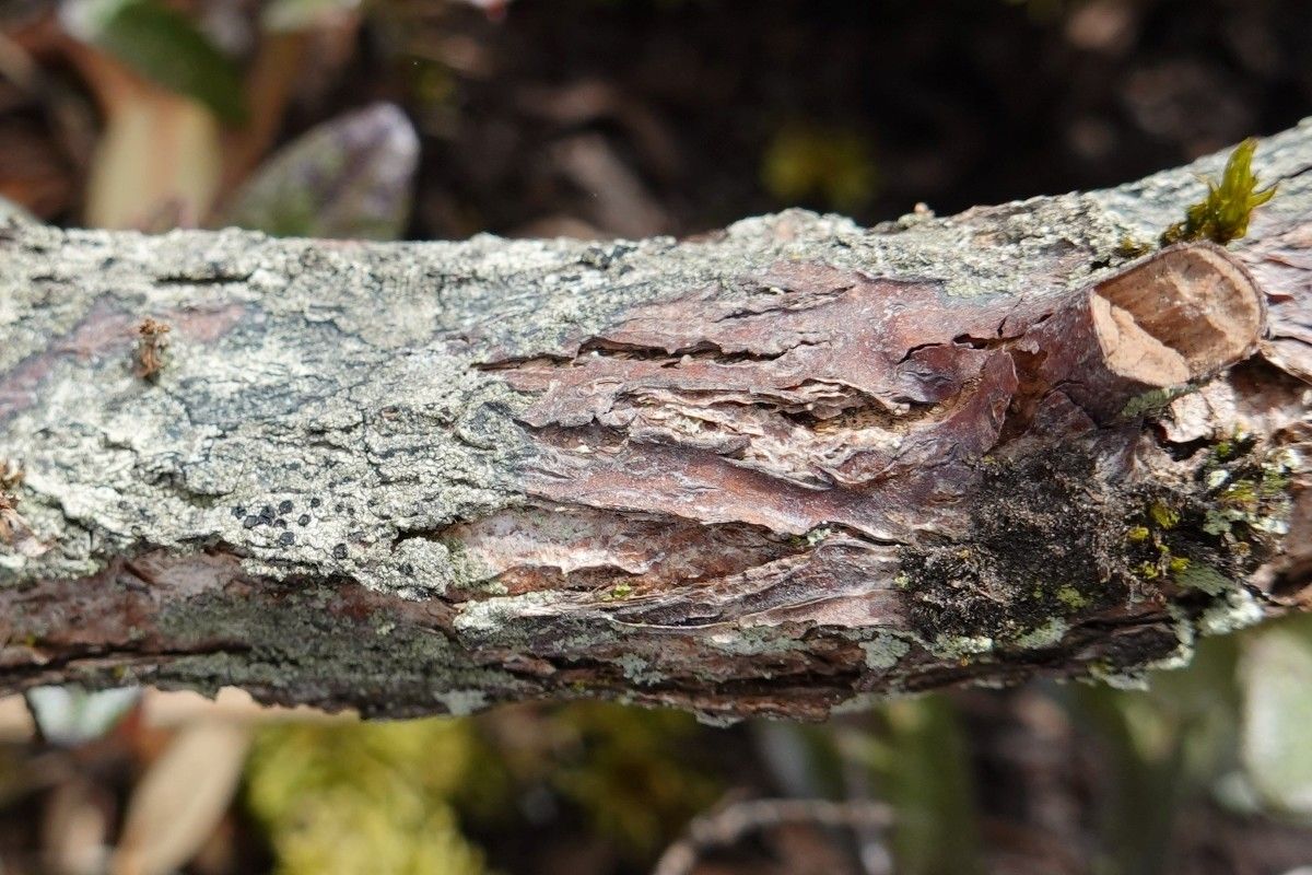 Rhododendron saluenense bark