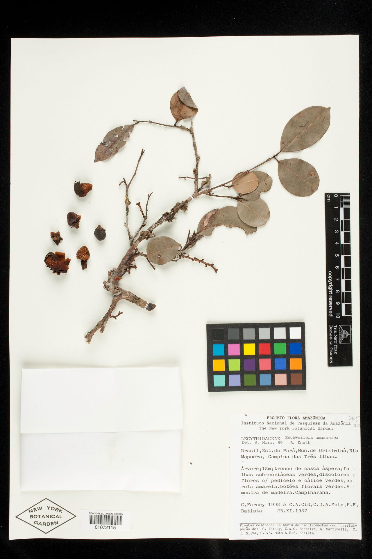 Eschweilera amazonica fruit