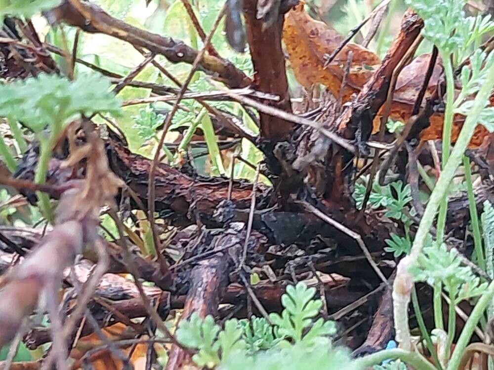 Pelargonium griseum bark