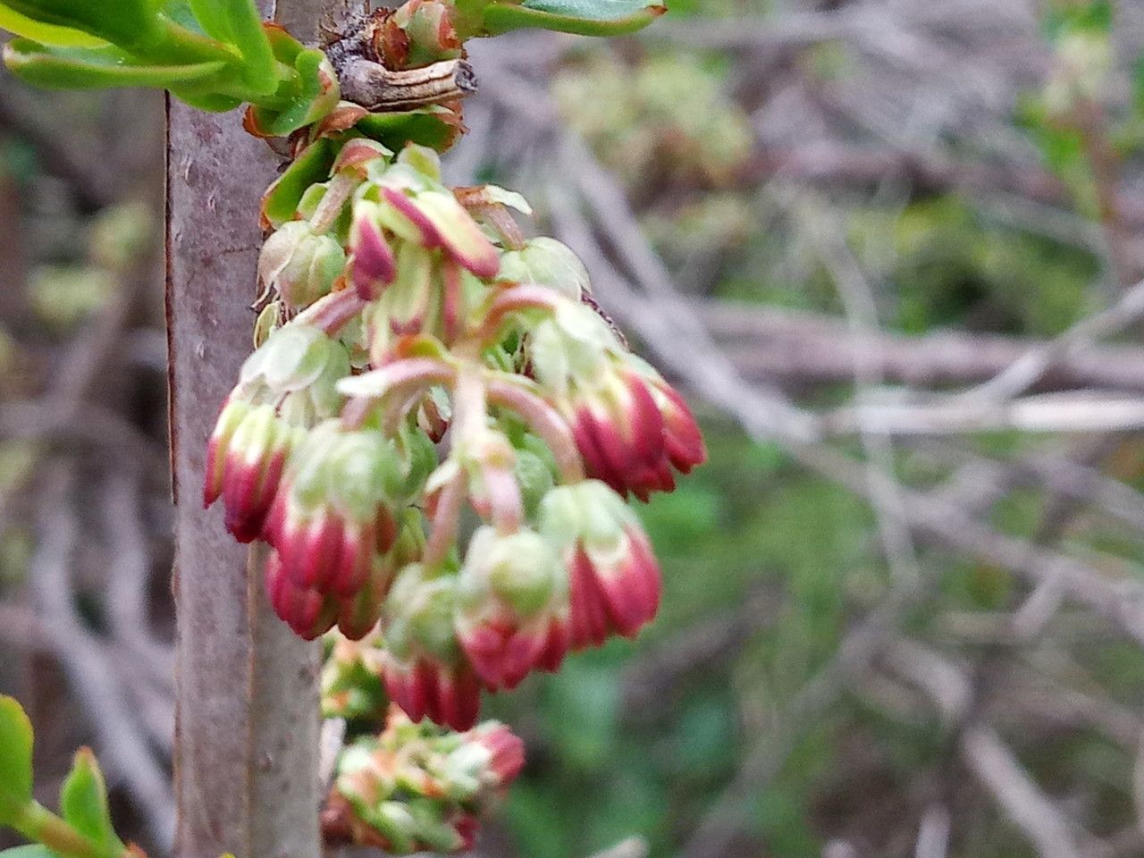 Coriaria myrtifolia flower