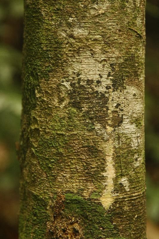 Inga umbellifera bark