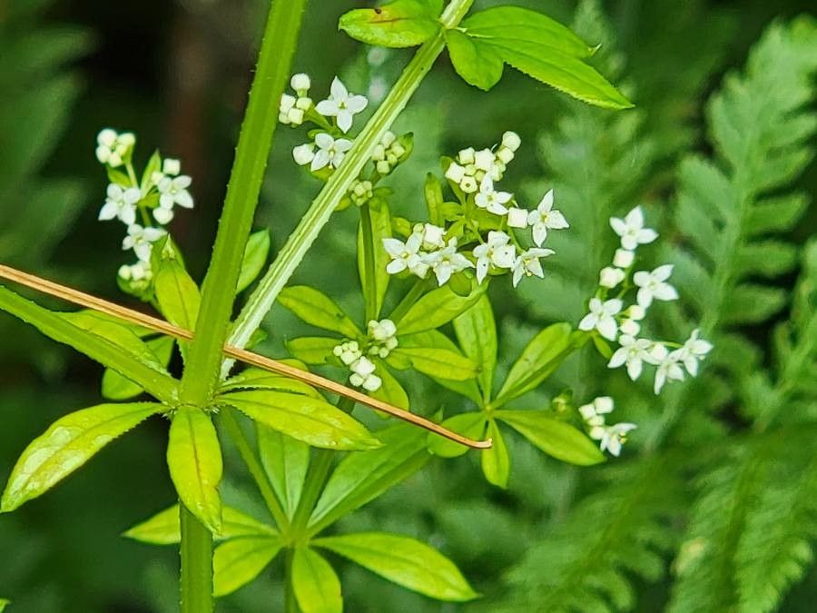 Galium asprellum flower