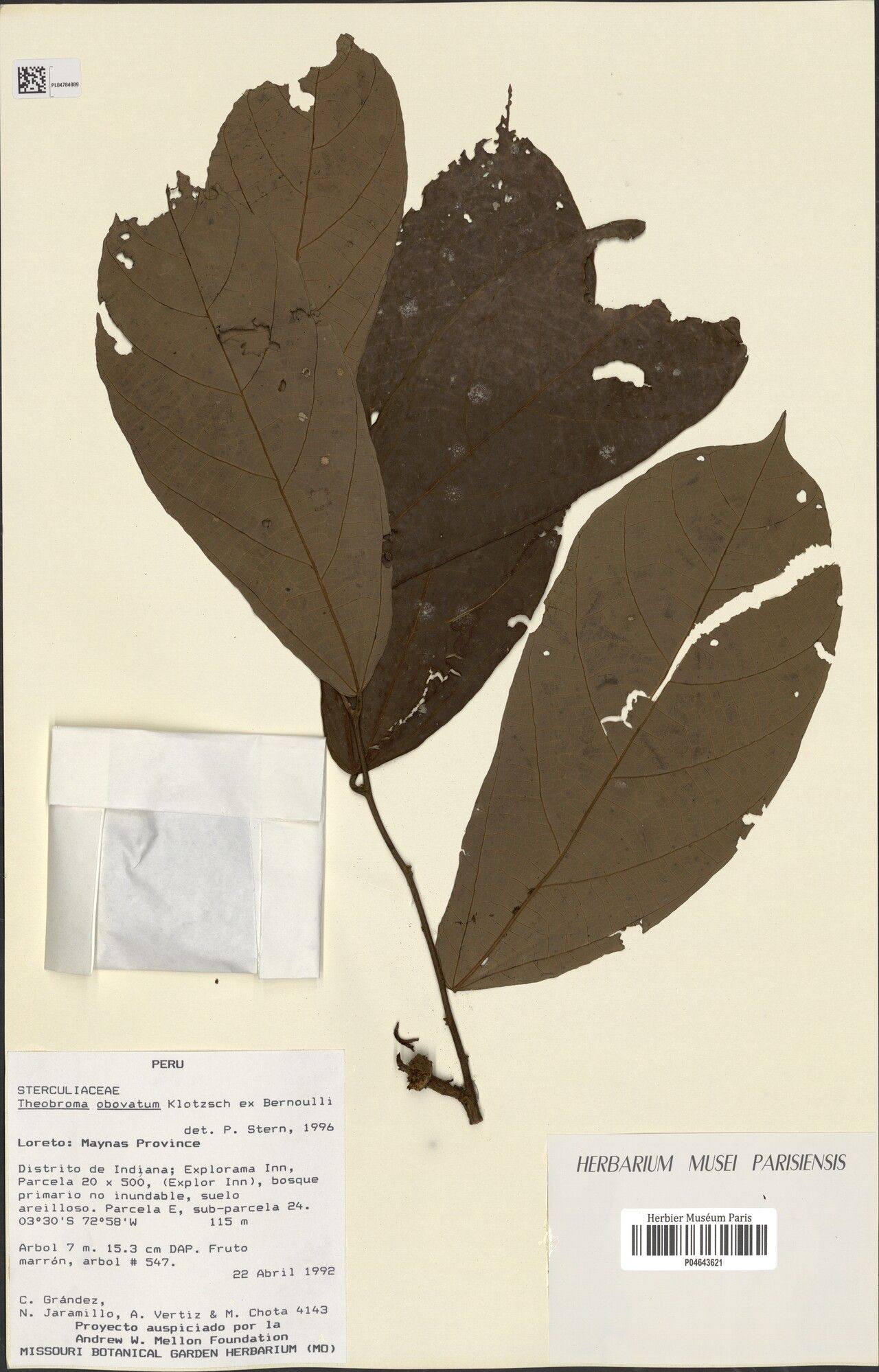 Theobroma obovatum — search result for 'Theobroma'