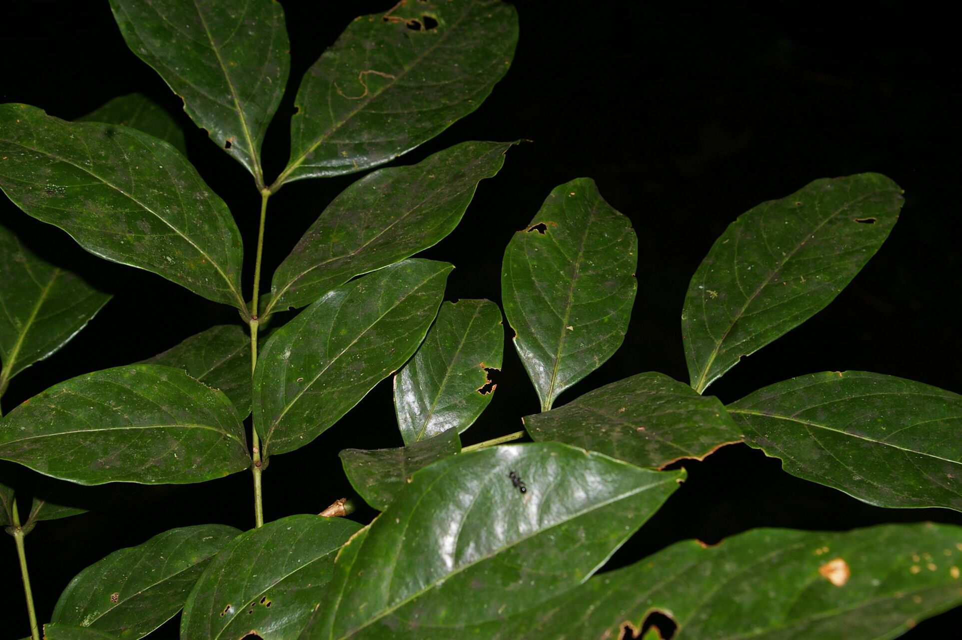 Inga mortoniana — houseplant care guide