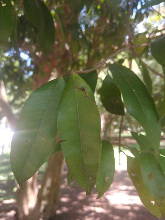Plinia edulis — search result for 'Eucalyptus'