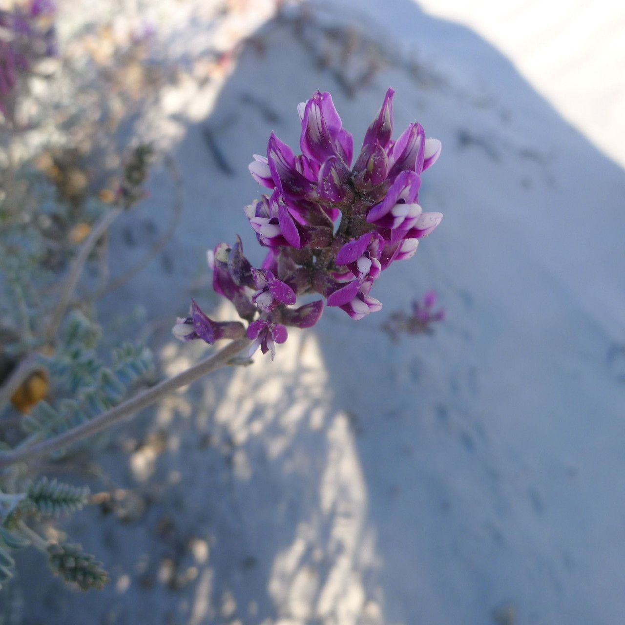 Astragalus magdalenae flower
