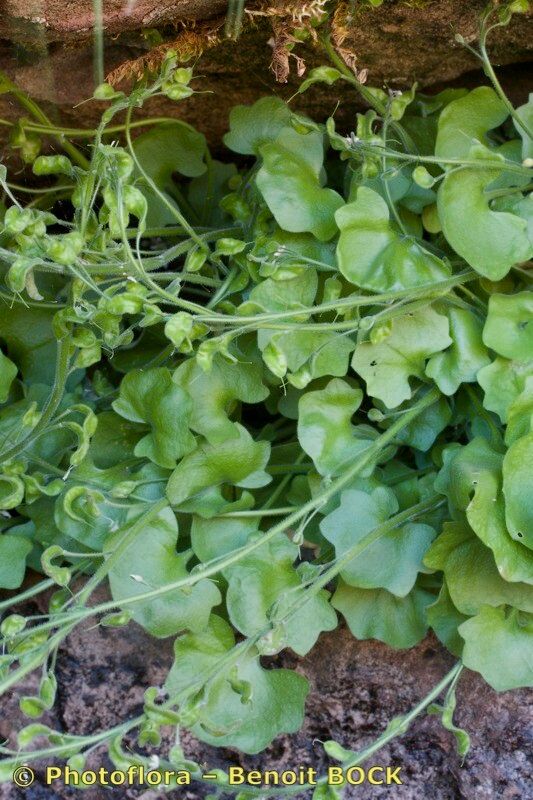 Draba hederifolia habit