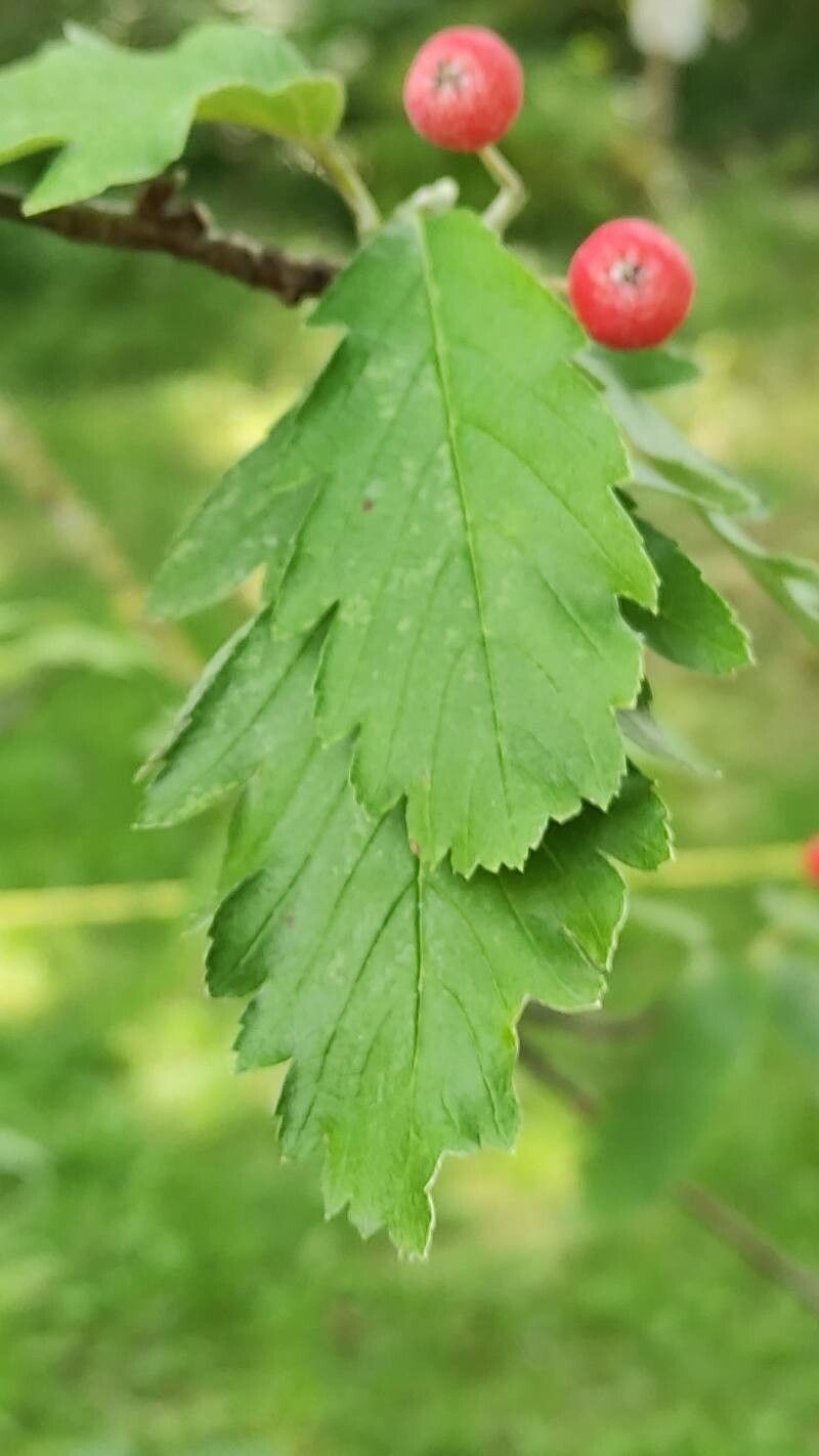 Hedlundia pulchra — search result for 'Hedlundia'