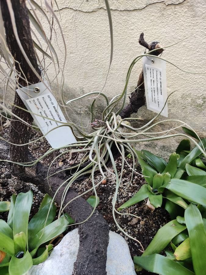 Tillandsia pseudobaileyi flower