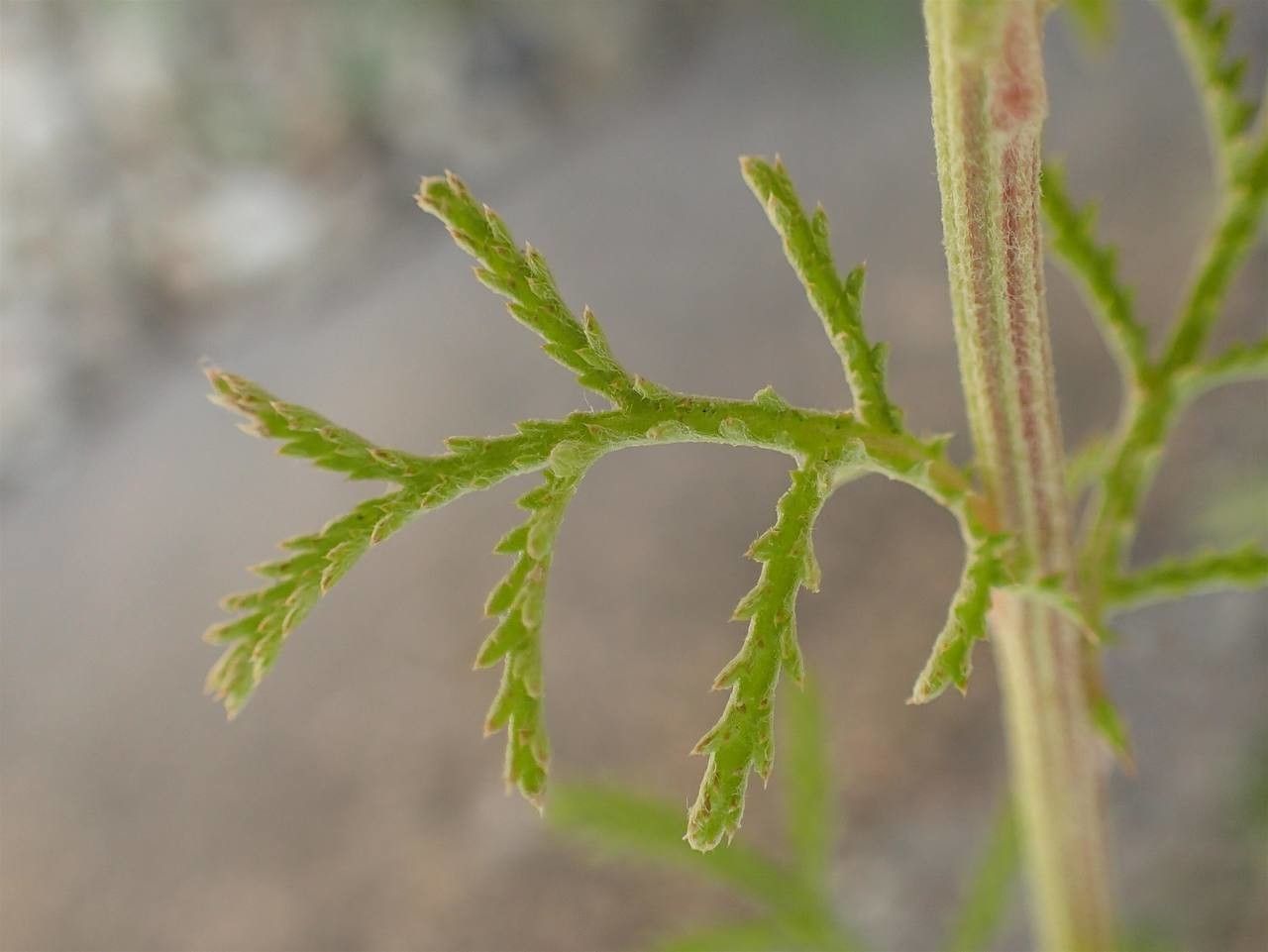 Cota tinctoria leaf
