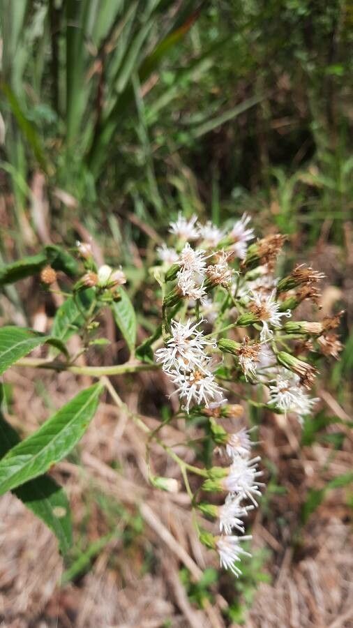 Vernonia polyantha flower