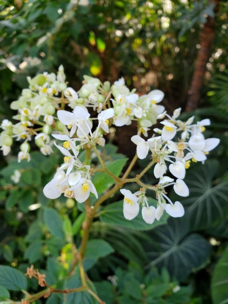 Begonia ulmifolia flower