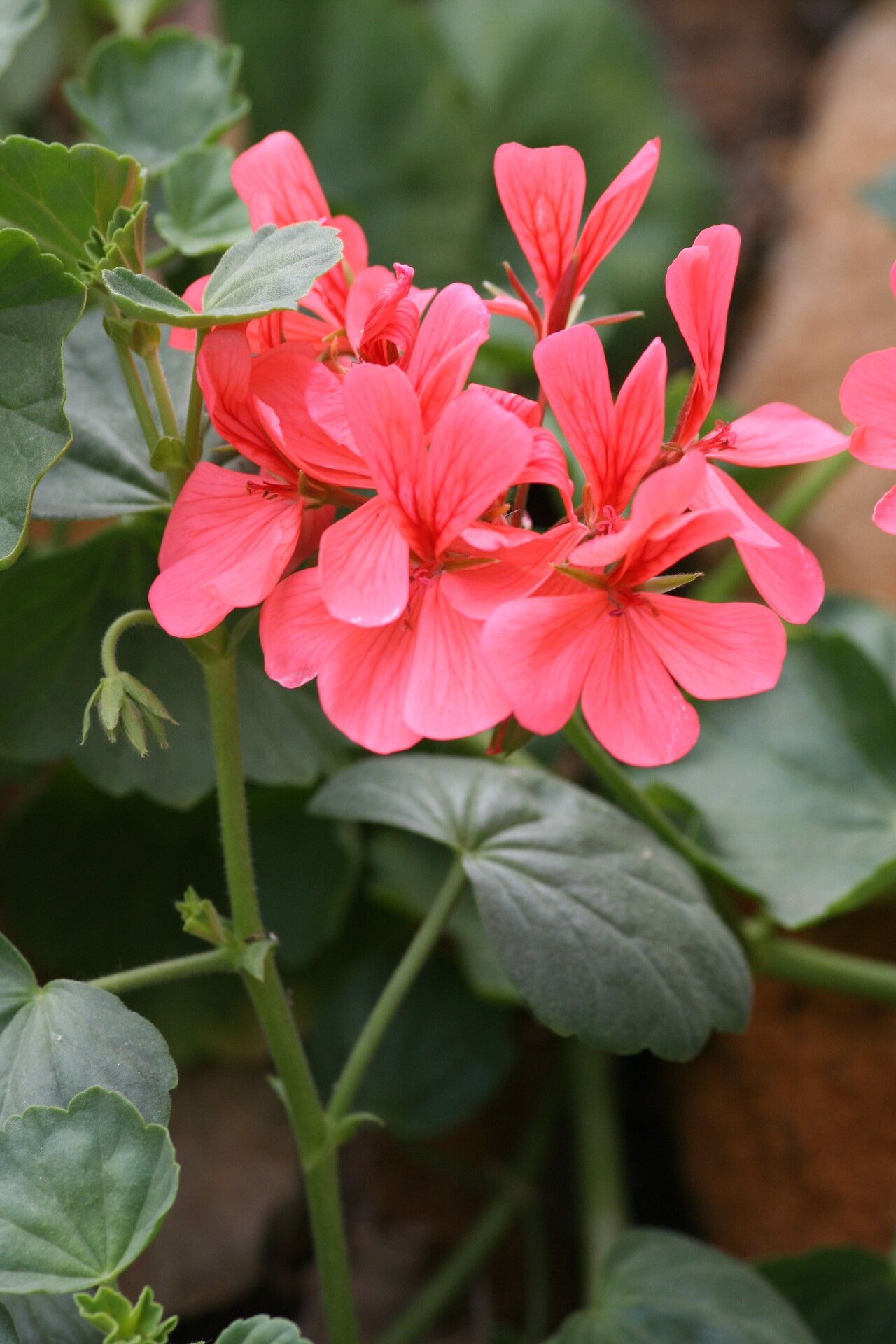 Pelargonium salmoneum flower